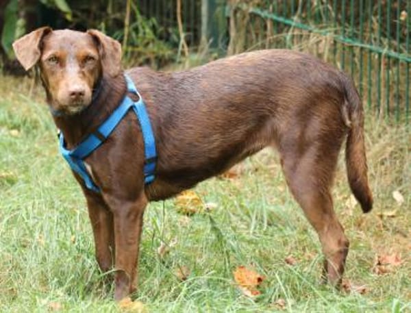 Dora ist eine ganz liebe Hundeseele