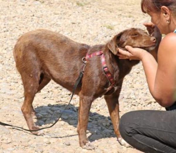 Dora ist eine ganz liebe Hundeseele