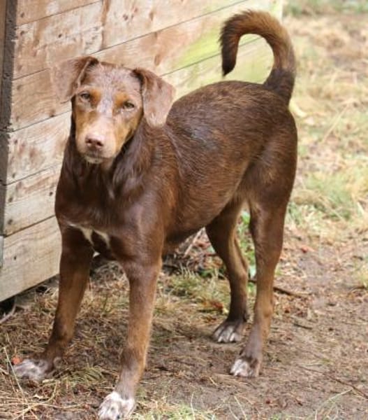 Dora ist eine ganz liebe Hundeseele
