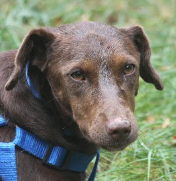 Dora ist eine ganz liebe Hundeseele