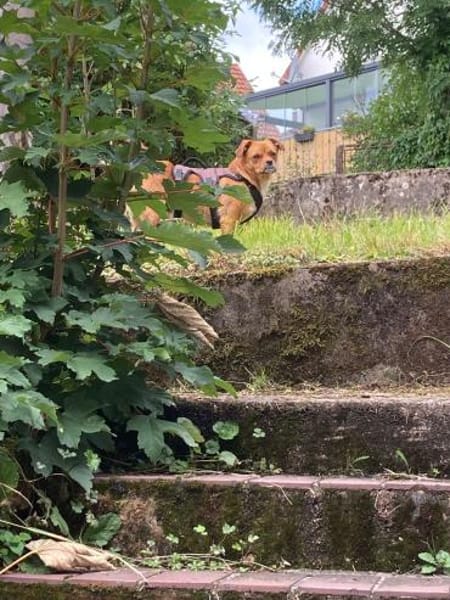 Joey - kleiner lieber Schatz ohne Heim