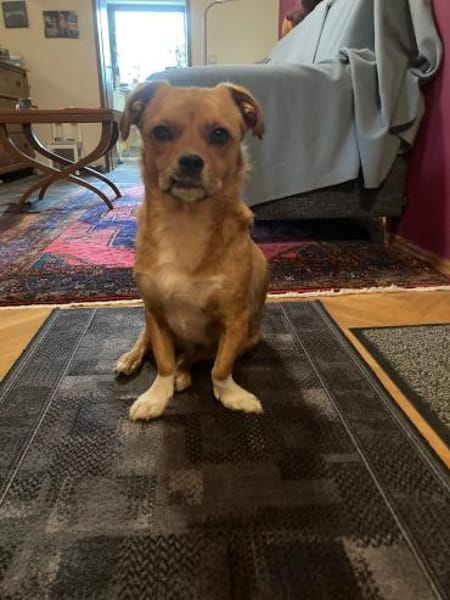 Joey - kleiner lieber Schatz ohne Heim