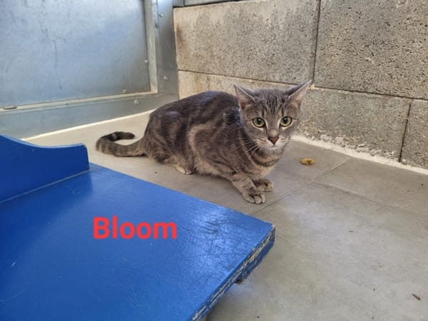 BLOOM