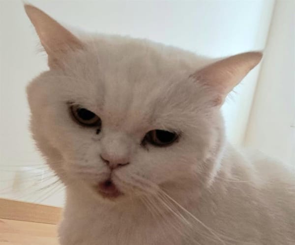PYMA