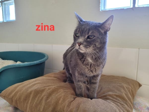 Zina