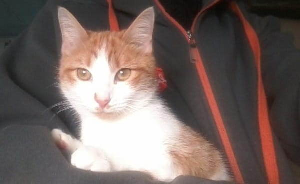 Artemis A13768