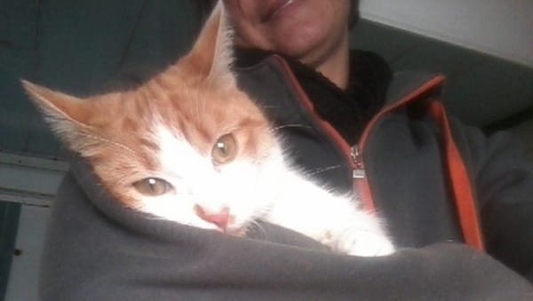 Artemis A13768