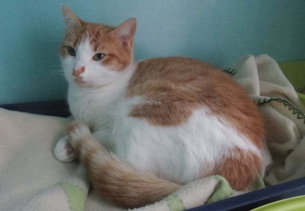 Artemis A13768