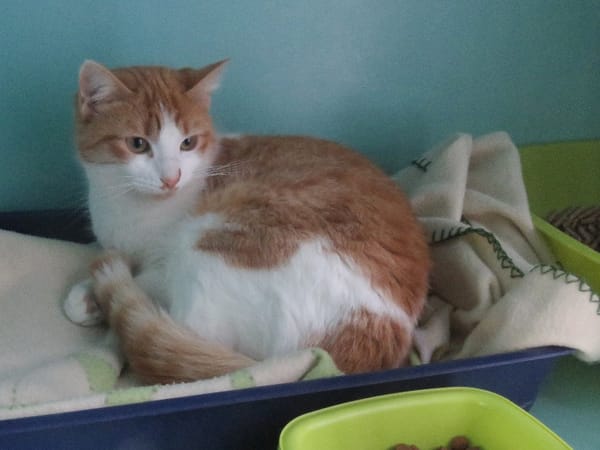 Artemis A13768