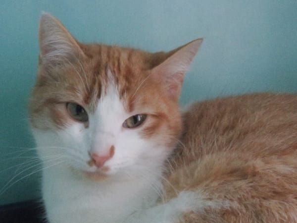 Artemis A13768