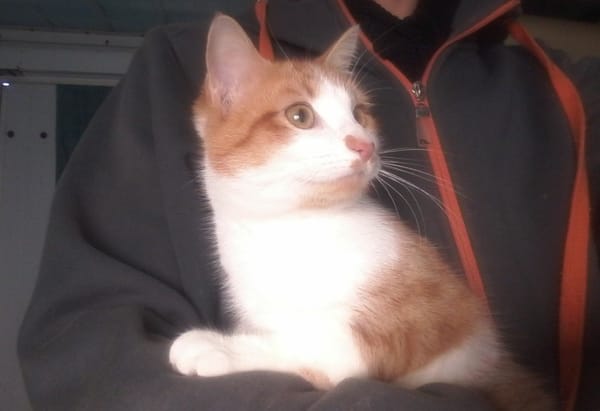 Artemis A13768