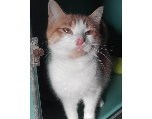 Artemis A13768