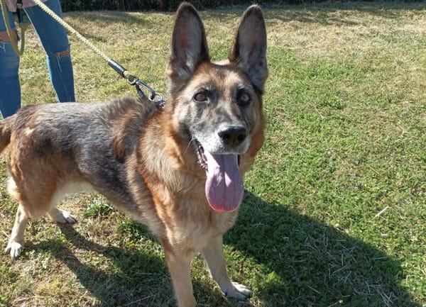 NIKITA