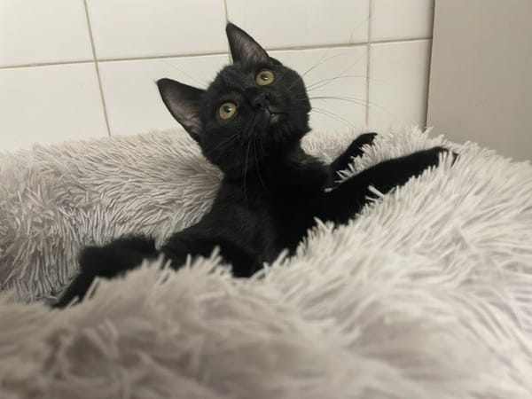 PIERRE