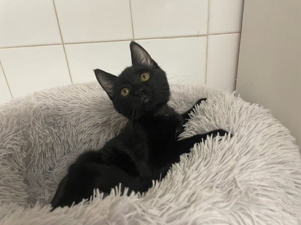 PIERRE