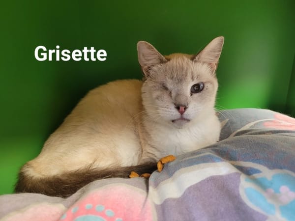 GRISETTE