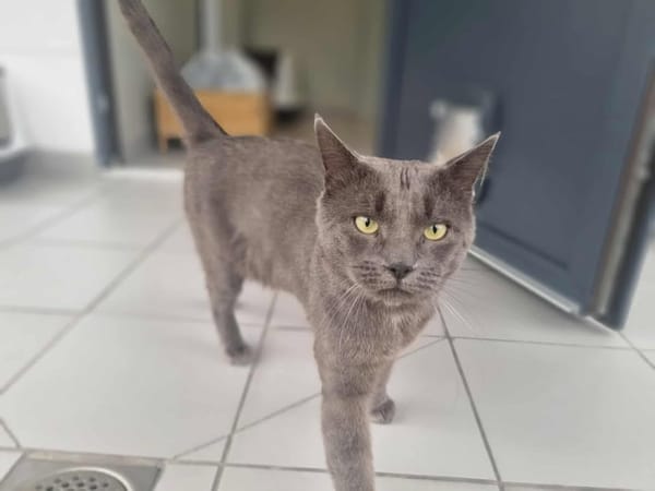 OTIS