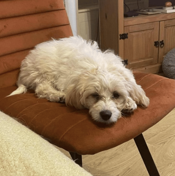 Mochi