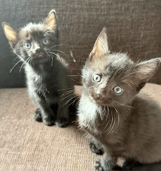 Wednesday and Lurch