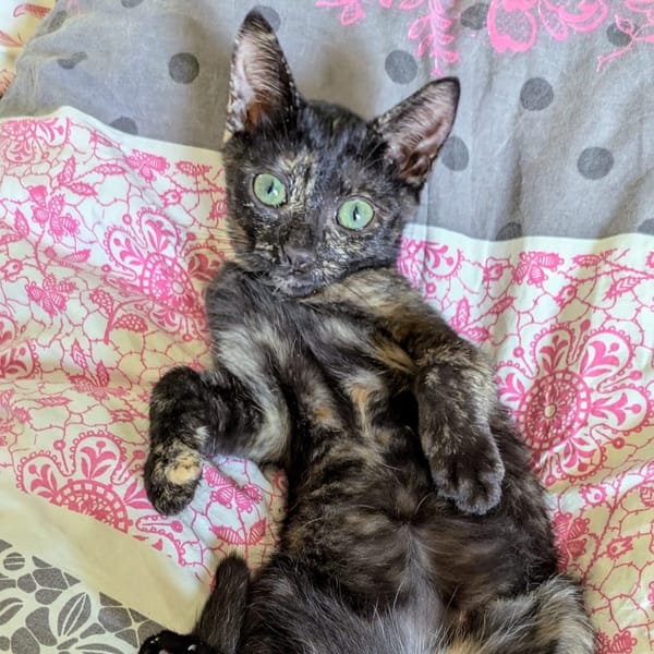 TUTTI