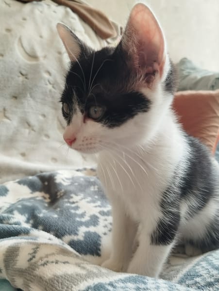 Odette