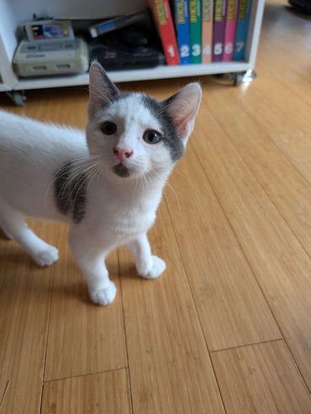 Abricot