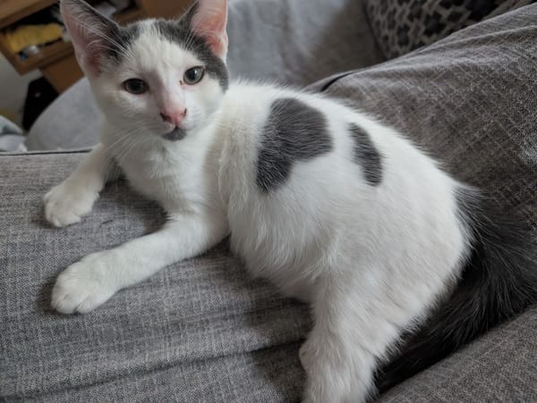 Abricot