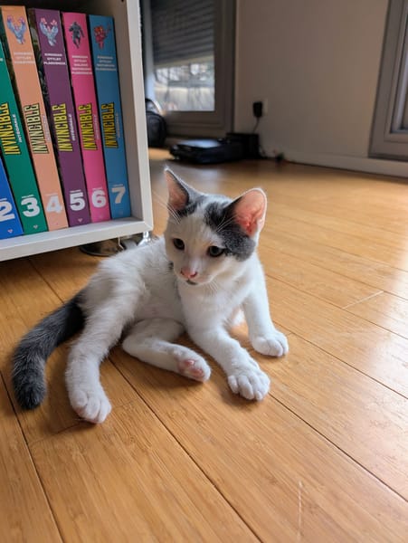 Abricot