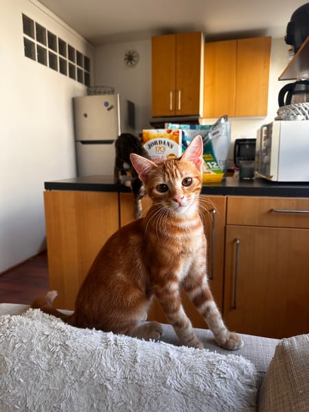 Archibald