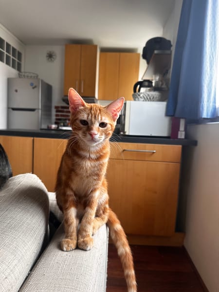 Archibald