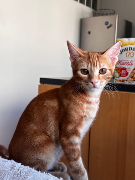 Archibald