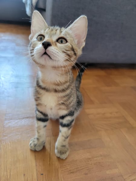 Arlo