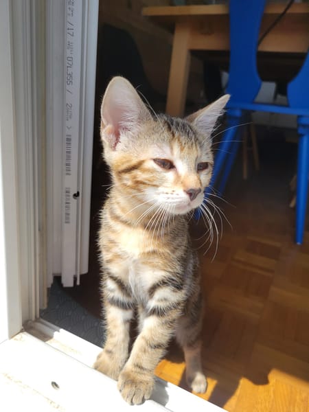 Arlo