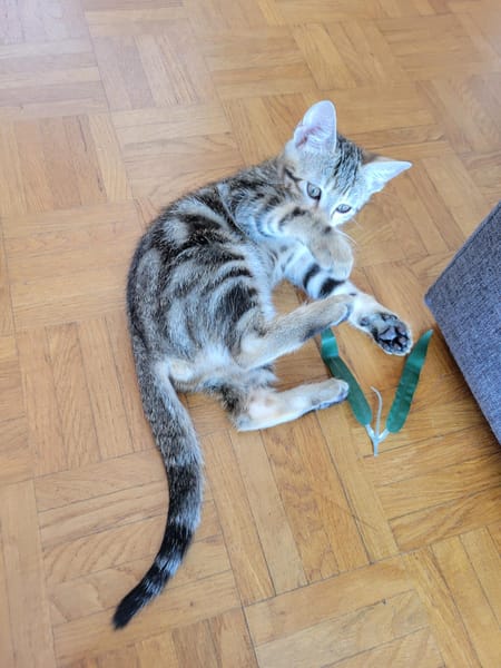 Arlo