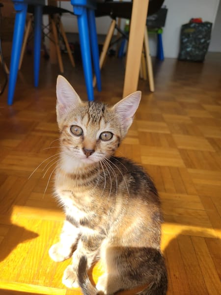 Ava