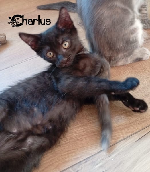 CHARLUS