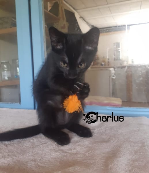 CHARLUS