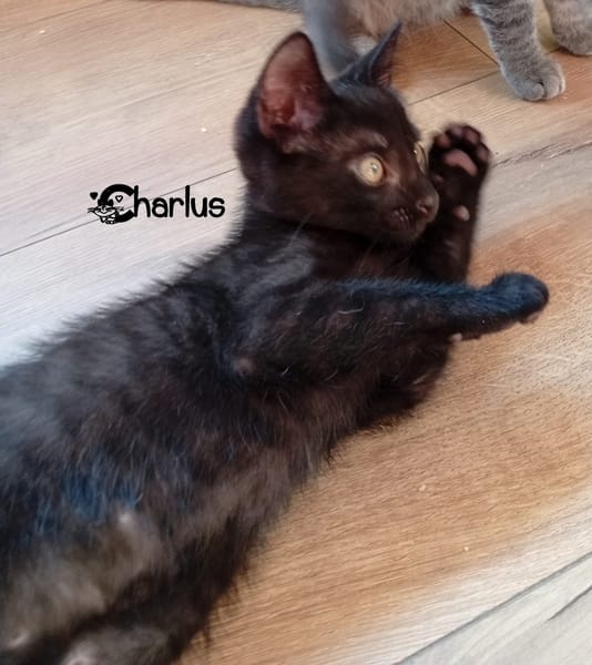 CHARLUS