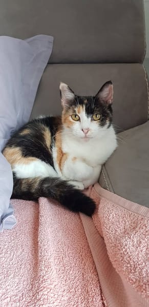 MERINGUE