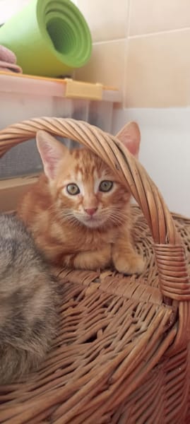 SIMBA