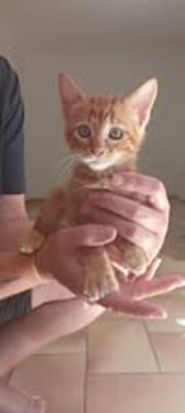SIMBA