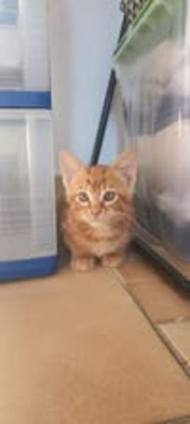 SIMBA