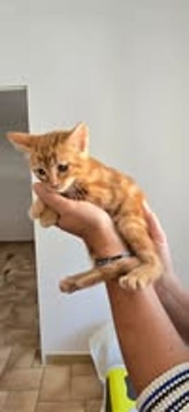SIMBA