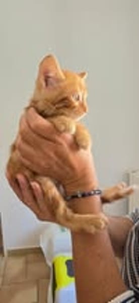 SIMBA