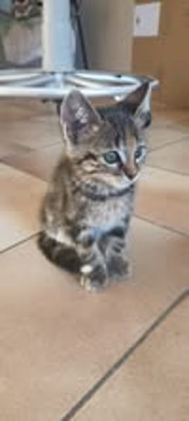 NINA