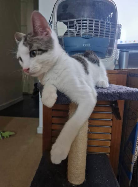 Arlo
