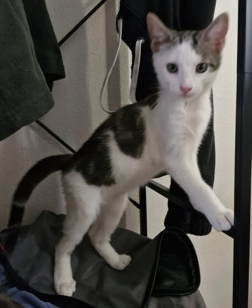 Arlo