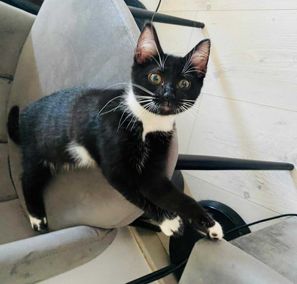 Kitty