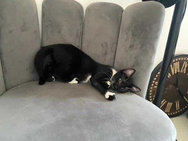 Kitty