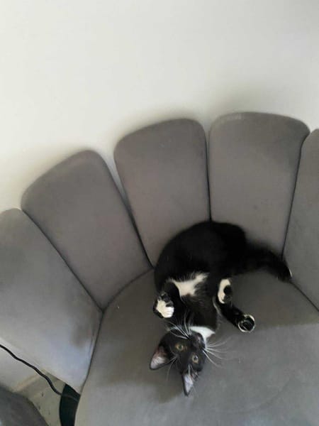 Kitty